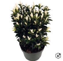 Klätterbenved Euonymus fortunei Paloma Blanca med mörkgröna blad och vita skott i kruka. (Image AI modified or generated)