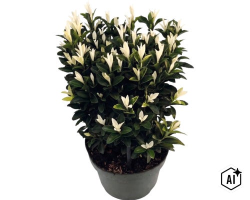 Klätterbenved Euonymus fortunei Paloma Blanca med mörkgröna blad och vita skott i kruka. (Image AI modified or generated)