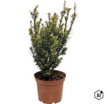 Idegran (Taxus baccata) i plastkruka, vintergrön buske med täta barr för trädgård eller uteplats. (Image AI modified or generated)