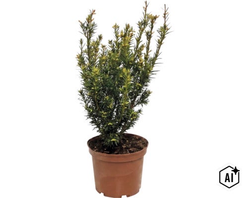 Idegran (Taxus baccata) i plastkruka, vintergrön buske med täta barr för trädgård eller uteplats. (Image AI modified or generated)