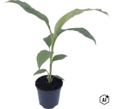 Ung bananplanta i en svart plastkruka med jord. (Image AI modified or generated)