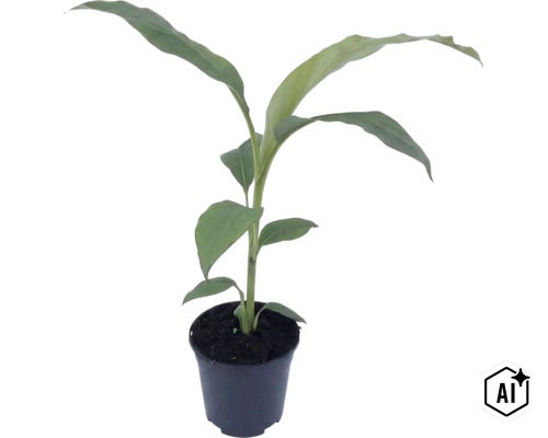 Ung bananplanta i en svart plastkruka med jord. (Image AI modified or generated)