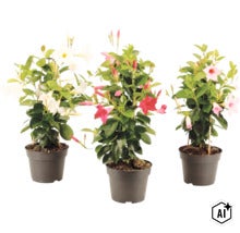 Tre Mandevilla-växter i plastkrukor med vita, röda och rosa blommor och klätterstöd av bambu. (Image AI modified or generated)