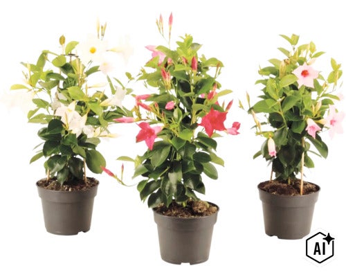 Tre Mandevilla-växter i plastkrukor med vita, röda och rosa blommor och klätterstöd av bambu. (Image AI modified or generated)