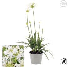Vit Agapanthus i grå kruka med My Goodness Logo. (Image AI modified or generated)