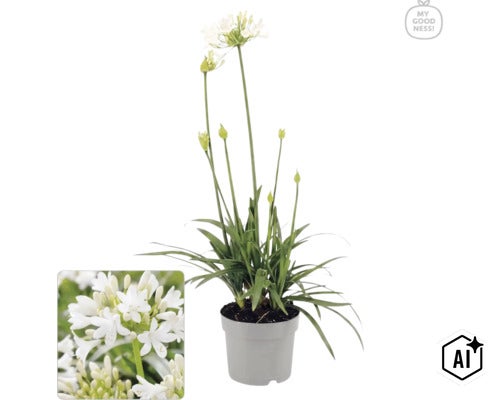 Vit Agapanthus i grå kruka med My Goodness Logo. (Image AI modified or generated)
