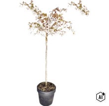 Blommande prydnadskörsbär på stam med vita blommor i en mörk kruka. (Image AI modified or generated)