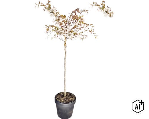 Blommande prydnadskörsbär på stam med vita blommor i en mörk kruka. (Image AI modified or generated)