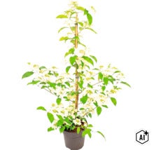 Japanskt olvon (Viburnum plicatum) i kruka med vita blommor och gröna blad, stödd av en bambupinne. (Image AI modified or generated)