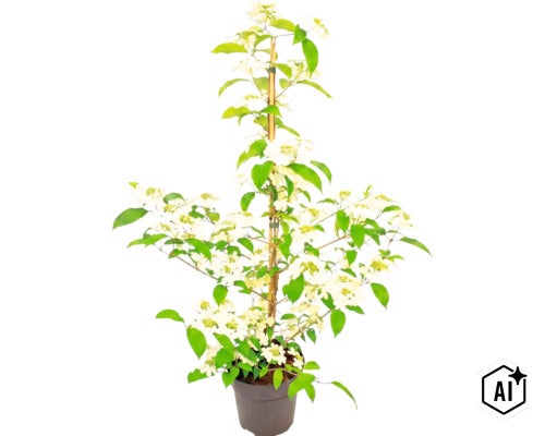 Japanskt olvon (Viburnum plicatum) i kruka med vita blommor och gröna blad, stödd av en bambupinne. (Image AI modified or generated)