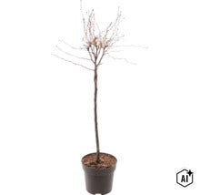 Ungt lövträd som högstam utan blad i en växtkruka. (Image AI modified or generated)