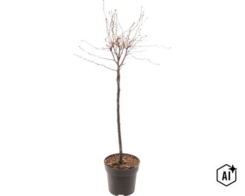 Ungt lövträd som högstam utan blad i en växtkruka. (Image AI modified or generated)