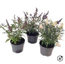 Tre syrenbuddlejor Buddleja davidii i svarta krukor med lila och vita blomklasar. (Image AI modified or generated)