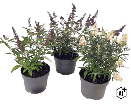 Tre syrenbuddlejor Buddleja davidii i svarta krukor med lila och vita blomklasar. (Image AI modified or generated)