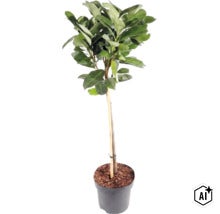 Krukväxt med gröna blad och smal stam, stödd av en bambupinne, i en svart plastkruka. (Image AI modified or generated)