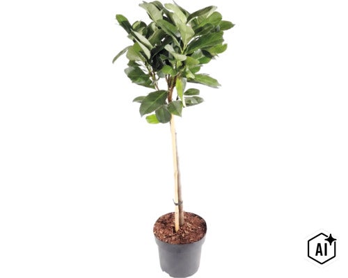Krukväxt med gröna blad och smal stam, stödd av en bambupinne, i en svart plastkruka. (Image AI modified or generated)