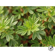 Närbild på de gröna bladen på en ölandstok Potentilla. (Image AI modified or generated)