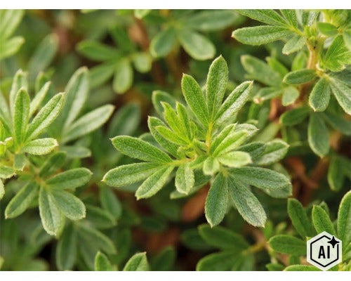 Närbild på de gröna bladen på en ölandstok Potentilla. (Image AI modified or generated)