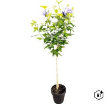 Frilandshibiskus på stam med lila blommor i en kruka (Image AI modified or generated)