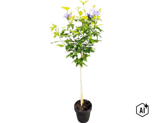 Frilandshibiskus på stam med lila blommor i en kruka (Image AI modified or generated)
