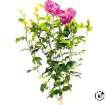 Frilandshibiskus Hibiscus syriacus med rosa blommor och gröna blad. (Image AI modified or generated)
