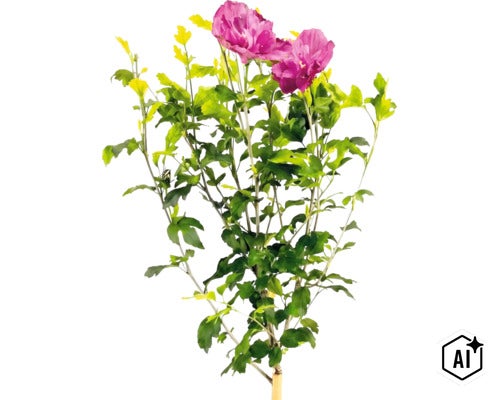 Frilandshibiskus Hibiscus syriacus med rosa blommor och gröna blad. (Image AI modified or generated)