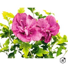 Närbild på två lila, dubbelblommiga hibiskusblommor med gröna blad. (Image AI modified or generated)