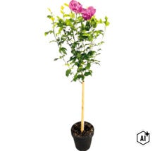 Hibiskus på stam med rosa fyllda blommor i svart kruka med bambupinne. (Image AI modified or generated)