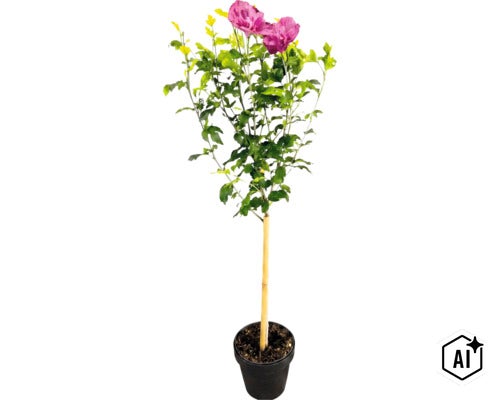 Hibiskus på stam med rosa fyllda blommor i svart kruka med bambupinne. (Image AI modified or generated)