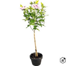 Frilandshibiskus uppstammad i svart kruka med ljusrosa blommor med mörkt öga och en stödkäpp. (Image AI modified or generated)