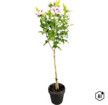 Frilandshibiskus Hibiscus syriacus på stam med ljusrosa blommor i en svart kruka. (Image AI modified or generated)