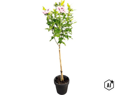 Frilandshibiskus Hibiscus syriacus på stam med ljusrosa blommor i en svart kruka. (Image AI modified or generated)