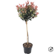 Glansmispel Photinia fraseri Red Robin på stam i kruka med bambupinne. (Image AI modified or generated)