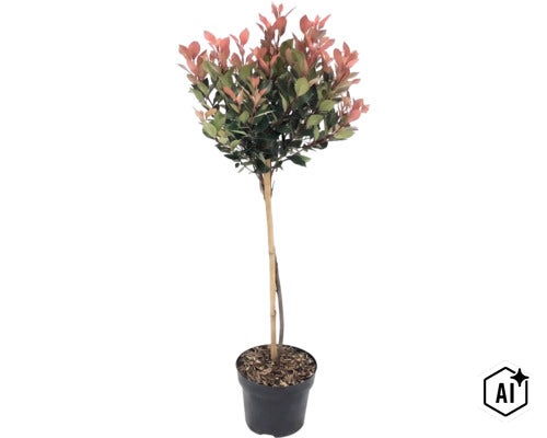 Glansmispel Photinia fraseri Red Robin på stam i kruka med bambupinne. (Image AI modified or generated)