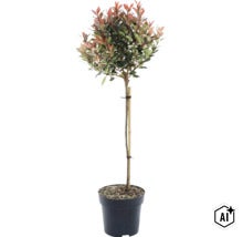 Glansmispel Photinia fraseri Little Red Robin på stam i svart plastkruka med bambustöd. (Image AI modified or generated)