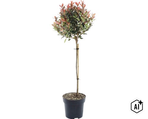 Glansmispel Photinia fraseri Little Red Robin på stam i svart plastkruka med bambustöd. (Image AI modified or generated)