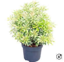 Buskrosling Pieris japonica med vit-gröna brokiga blad i en svart plastkruka. (Image AI modified or generated)