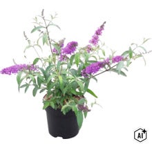 Blommande syrenbuddleja (Buddleja davidii) med lila blomklasar i en svart plastkruka. (Image AI modified or generated)
