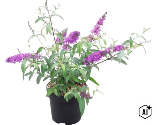 Blommande syrenbuddleja (Buddleja davidii) med lila blomklasar i en svart plastkruka. (Image AI modified or generated)