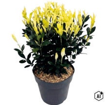 Japansk benved Paloma Blanca i en svart plastkruka med ljusgula skott och mörkgröna blad. (Image AI modified or generated)