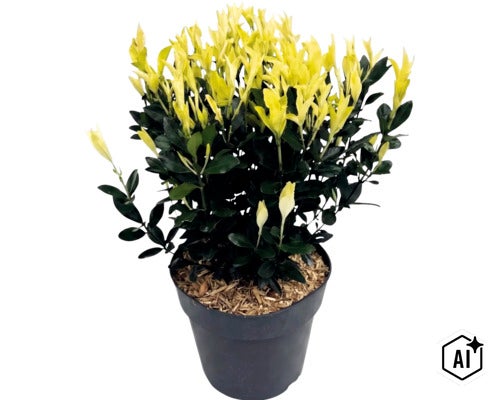 Japansk benved Paloma Blanca i en svart plastkruka med ljusgula skott och mörkgröna blad. (Image AI modified or generated)