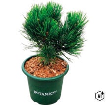 Dvärg-tall i en grön plastkruka med Botanico-logotyp, jord täckt med trätäckbark. (Image AI modified or generated)