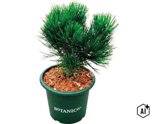 Dvärg-tall i en grön plastkruka med Botanico-logotyp, jord täckt med trätäckbark. (Image AI modified or generated)