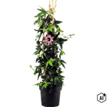 Passionsblomma Passiflora i en svart kruka med en lila blomma och bambupinnar som klätterstöd. (Image AI modified or generated)