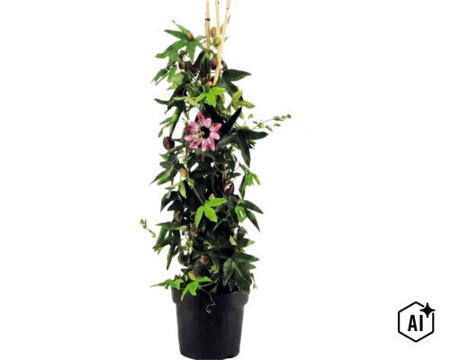 Passionsblomma Passiflora i en svart kruka med en lila blomma och bambupinnar som klätterstöd. (Image AI modified or generated)