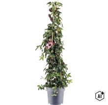 Passionsblomma i en grå plastkruka med bambupinnar som klätterstöd, gröna blad, lila blomknoppar och en utslagen blomma. (Image AI modified or generated)