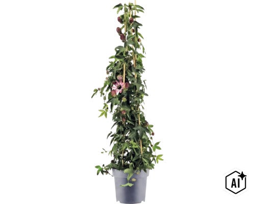 Passionsblomma i en grå plastkruka med bambupinnar som klätterstöd, gröna blad, lila blomknoppar och en utslagen blomma. (Image AI modified or generated)