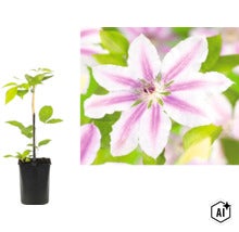 Klematis med vit-lila randiga blommor i svart kruka med stödpinnar. (Image AI modified or generated)