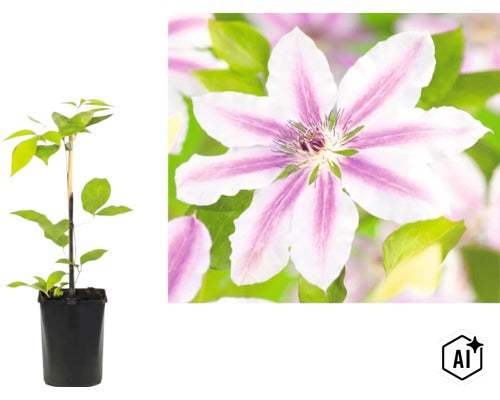Klematis med vit-lila randiga blommor i svart kruka med stödpinnar. (Image AI modified or generated)