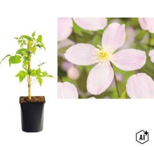 Klematis klätterväxt i en svart odlingskruka med en bambukäpp, tillsammans med en närbild på den ljuslila blomman med fyra kronblad. (Image AI modified or generated)